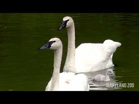 Swan Cygnets Swimming
