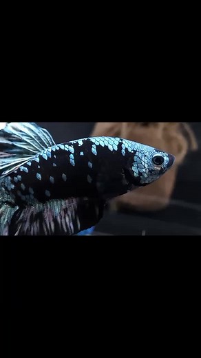 Explore the Unique Betta Avatar Copper Fish