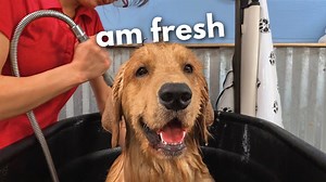 Golden Retriever Gets a Grooming Session