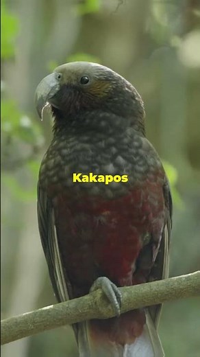 Why the Kakapo Bird is Extraordinary!