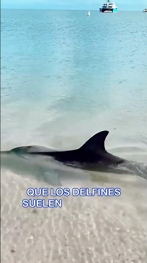 DOLPHIN SWIMS CLOSE TO SHORE #marinelife #dolphin