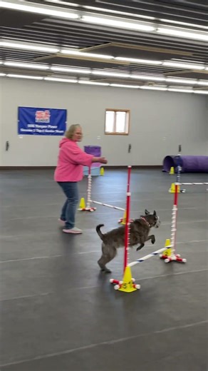 Agility with Katie! #funwithdogs