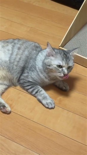 こんしゅうの、やすみどころ：🐱✨ ねこのぺプちゃん：プレゼントだいこうしんとツンデレプリンセスのひみつ 🎁👑