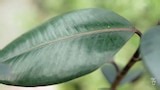 FAQs - Bulbils | Plant ID | Rubber plant leaf drop - Gardening Australia