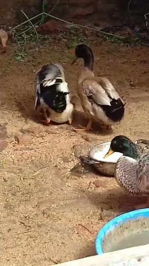 Indian Runner duck funny movement