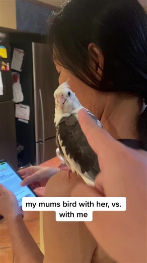 Cockatiel Training: My Experience with a Pet Bird