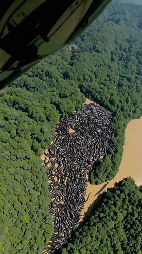 Hundreds of Anacondas Spotted in Amazon River Drone Footage
