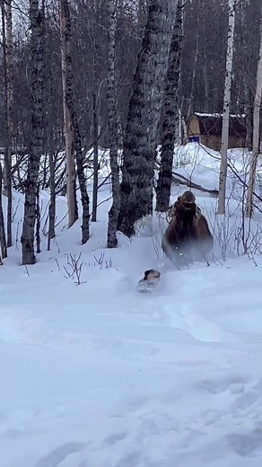 It happened again. #BiggerIsBetter #ShowerWithMoxie #EnvisionGreatness #Alaska #moosewhisperer