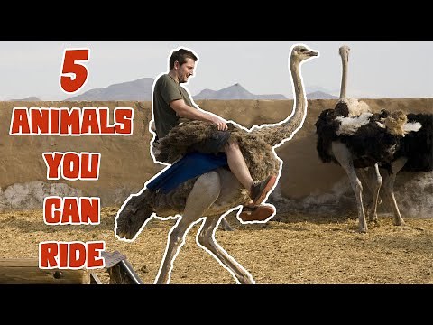 5 Working Animals That You Can Ride
