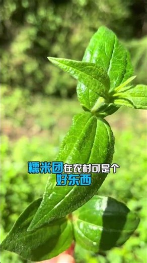 農村野生本草——糯米糰 #野生植物科普 #糯米藤 #愛植物 #野菜 #農村野草
