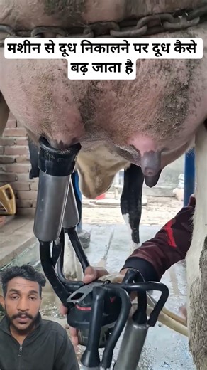 High Milk Cow Needs Milking Machine — Hand Milking Is Not Enough 🐄🤖