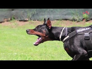 Doberman Attack Training | Powerful Breed | THE DOG WORLD