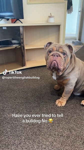 Bulldog Tantrums: The Challenge of Saying No 😂