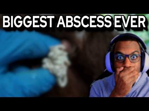 Insane Goat Abscess Pop – You Won't Believe How Big It Is!