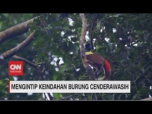 Mengintip Keindahan Burung Cendrawasih