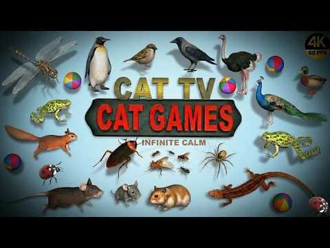 CAT GAMES | LIZARD, RAT, BEE & SPARROW ADVENTURE FOR CATS 🐦🐝 BEST CAT TV ENTERTAINMENT 8 HOURS 😻