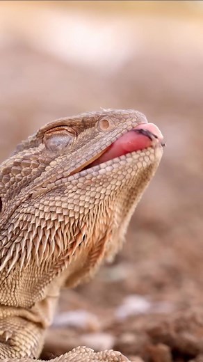Meet Australia's Color-Changing Bearded Dragons!