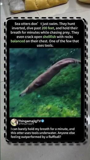 Sea Otters: Underwater Tool‑Users That Dive Deeper Than You! 🦦🌊 #Nature #Wildlife #Ocean