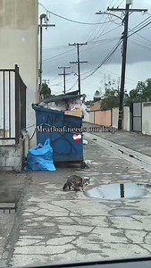 204 reactions · 15 comments | Meet Meatloaf We met the sweetest boy...