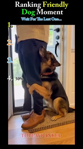 Ranking Friendly Dog Moment | Part 1