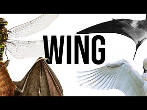 What Exactly Is: Wing | Evolution, Structure, Mechanism, and Variation