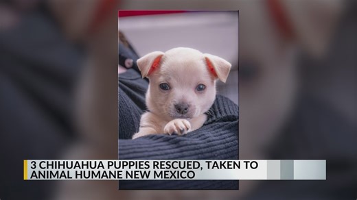 3 Chihuahua puppies rescued and taken to Animal Humane New Mexico