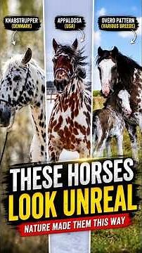 3 Horses With Incredible Coat Patterns