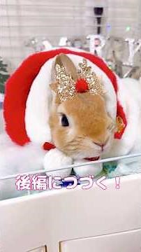 🎄前編🎄サンタさん、来た？🎅🐰🎁#うさぎ#クリスマス#ちぴん#Xmas#christmas#cute#rabbit#bunny#love#癒し