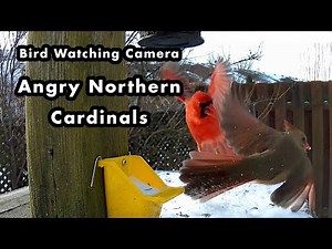 What Northern Cardinals Sound Like When They are Angry