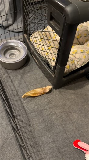 One of the biggest keys to a smooth transition home? ✨ Setting your puppy up for success from day one. This puppy pen setup is exactly what your baby is raised with here in our home — and it’s what we recommend continuing when they go home. • An open crate teaches them that the crate isn’t a scary place — it’s their cozy little den. A safe space. A place to rest and reset. • A designated potty area helps them begin understanding where to go, making potty training more clear and consistent. • A s