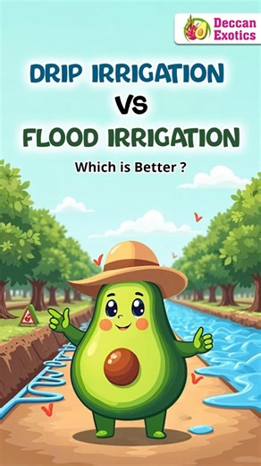 Flood Irrigation vs Drip Irrigation: Water Use, Yield & Cost Benefits Which Irrigation Method Is Best for Avocado Farming? | Flood vs Drip Comparison | Avocado Farming in India Choosing the right irrigation method plays a vital role in avocado tree health, water efficiency, and long-term farm profitability. While flood irrigation is widely practiced, it often results in excess water loss and uneven moisture distribution. Drip irrigation, on the other hand, supplies water directly to the root zon
