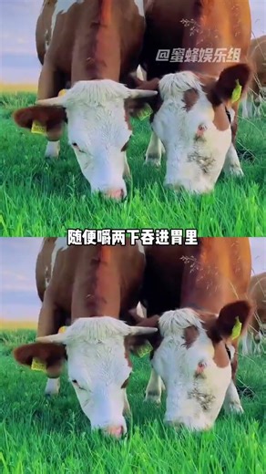 Surprise! Cows Lack Front Teeth! ColdFacts AnimalMysteries