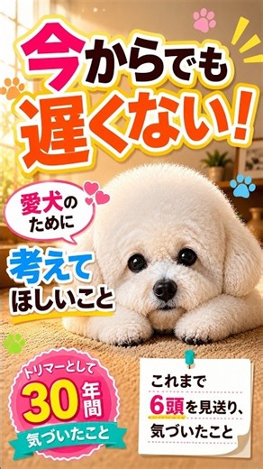 今からでも遅くない。愛犬のために一度考えてみて#シニア犬 #愛犬 #犬との暮らし #犬のいる暮らし #ビションフリーゼ #トリマー #老犬 #犬の健康