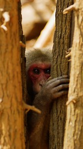 When you work from home and you haven't left the house in a while ... 📺 Kingdom of the Stump-tailed Macaques | Earth Touch TV