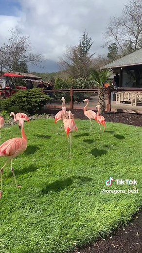 Wildlife Safari in Winston, Oregon