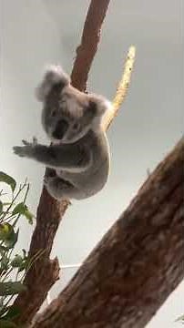 Koala Leaps Between Trees at Australian Wildlife Sanctuary