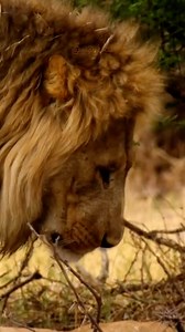 23K views · 43K reactions | Father and son 女 女 女 女 #lion lions #father #son #dad #cub #cats #catsofinstagram #wildcats #wild #wildanimals #wildlife #wildnature #animals #animal #animalsofinstagram #animallovers #animalkingdom #animalplanet #animalrights #nature #video | Joäo Marques | Facebook