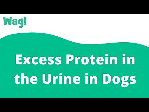 Excess Protein in the Urine in Dogs | Wag!