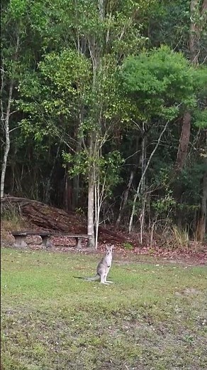 Kangaroo hopping at a fast speed #bushwalking