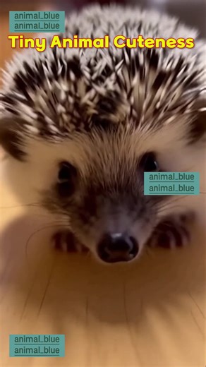 Tiny Animal Cuteness #animal #shorts