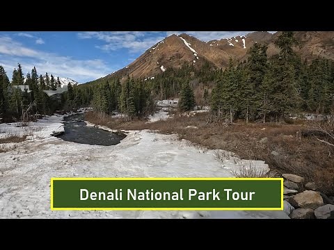 Denali National Park: Must-See Bus Tour Highlights