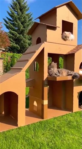 Built a cardboard mansion and cats went absolutely crazy #catlife #shorts