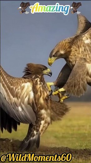 “The Greatest and Most Magnificent Eagles in the World 🦅 | Amazing Wildlife Documentary”