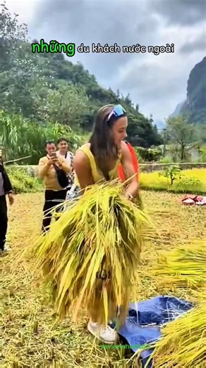 Foreign tourists are eager to experience rice farming in our country.