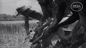 Rare crocodile hunters footage from 1949