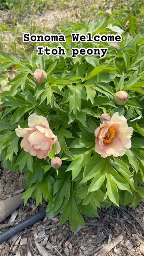 Sonoma Welcome and Unique Itoh Peonies