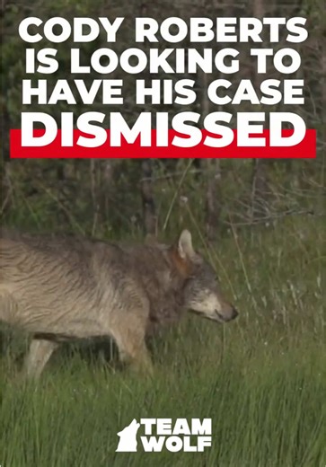 On January 28, a Wyoming judge will decide whether the felony animal-cruelty case against Cody Roberts moves forward—or gets thrown out before ever reaching trial. While we wait for the decision to be handed down (and don’t support interference with the legal process), we encourage you to make your voice heard with Congress by taking action today at 👉 TeamWolf.org! If the House’s anti-wolf bill passes the Senate, it will be immune from judicial review. Help put a stop to policy dictated by poli