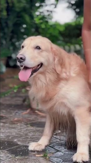 Conditioner to soften your dogs coat, because play all day makes their fur messy but don’t worry