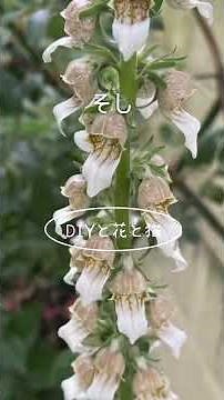 一度植えたら毎年満開、おすすめの多年草・宿根草70種類をお庭を散歩しながら一気にご紹介。一度植えたら手間要らずでどんどん大きくなって花園に。 #ガーデニング #田舎暮らし #園芸 #お庭 #花壇