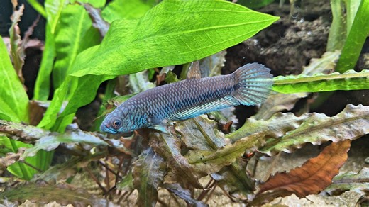 Wild Betta Species 'Antuta' | Fish | KSL Classifieds